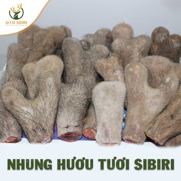 nhung hươu tươi