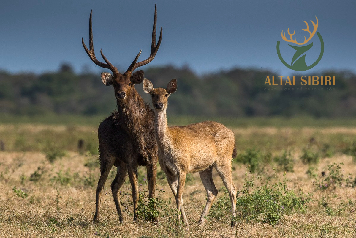 Nai nhỏ Indonesia (Rusa timorensis) (1)