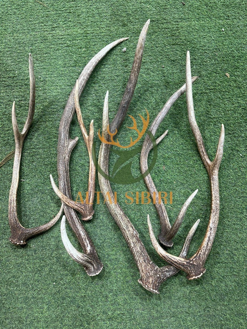 Sừng 3 chi úc hàng B