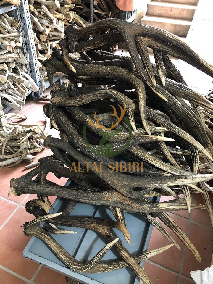 sừng 3 chi