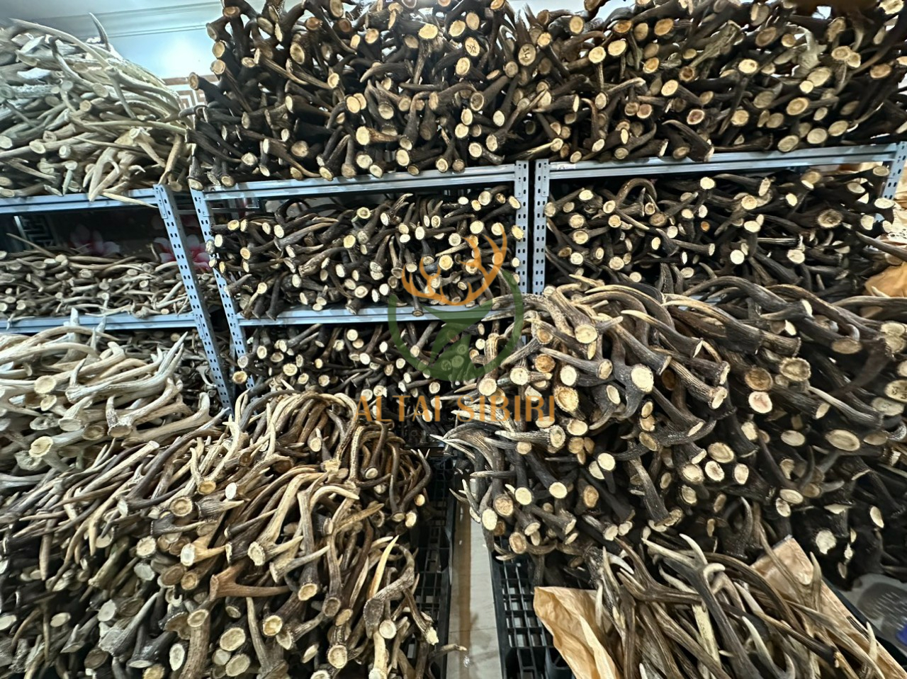 Sừng 3 chi Rusa Timorensis- Sừng 3 chi Tây Tạng