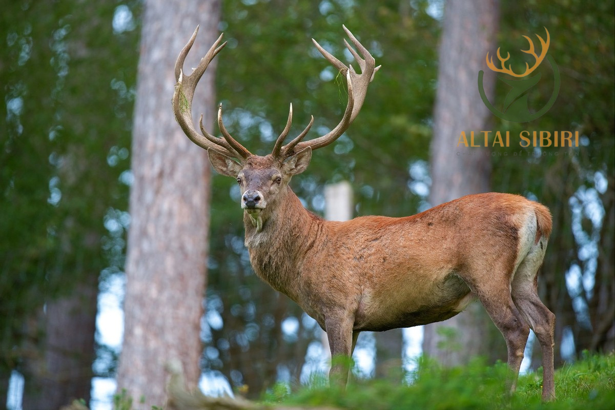Hươu đỏ cervus elaphus