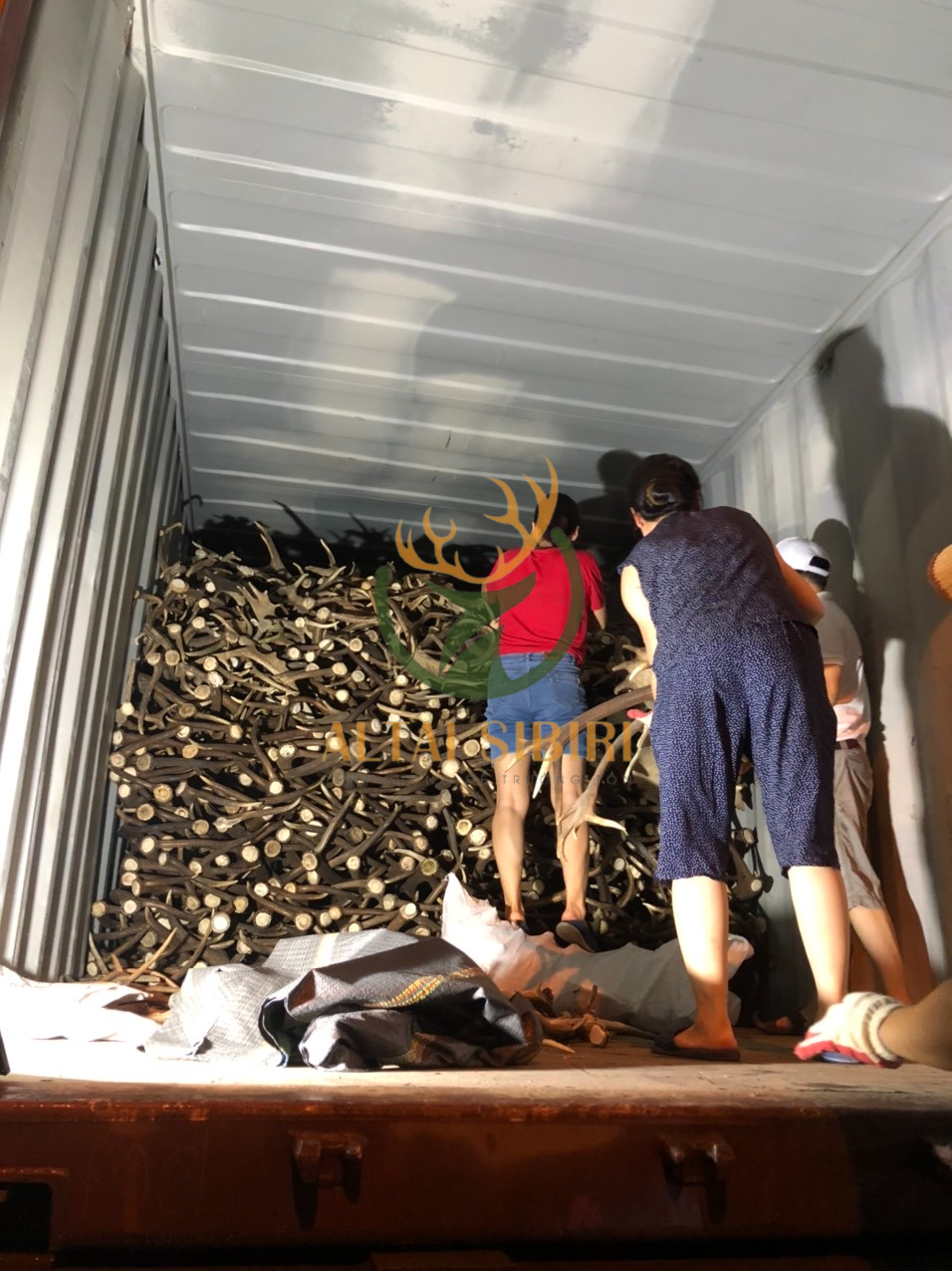 Gạc Hươu Đỏ về tới kho Việt Nam