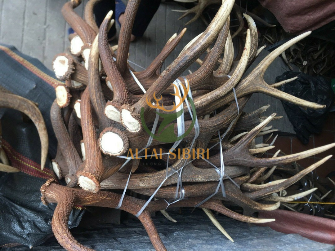 gạc hươu đỏ 25