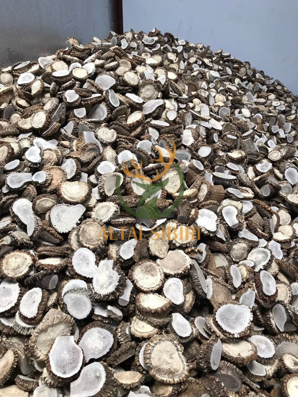 sừng hươu cắt khúc 5 (1)